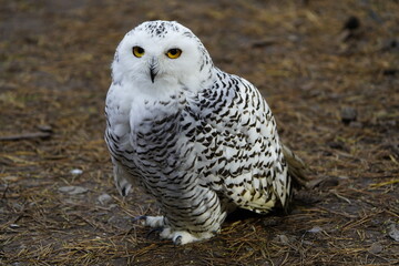The Snowy Owl (Bubo scandiacus) is a large owl of the typical owl family Strigidae. Vogelpark Walsrode, Germany.