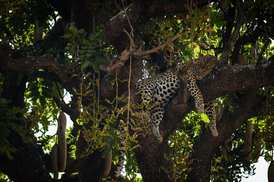 Sleeping Leopard