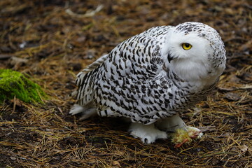 The Snowy Owl (Bubo scandiacus) is a large owl of the typical owl family Strigidae. Vogelpark Walsrode, Germany.