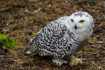 The Snowy Owl (Bubo scandiacus) is a large owl of the typical owl family Strigidae. Vogelpark Walsrode, Germany.