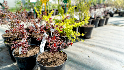 fruit tree seedlings in a plant nursery