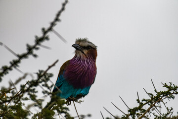 In der Serengeti - Gabelracke - Lilac Breasted Roller