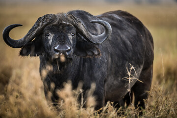 In der Serengeti - Büffelgesicht
