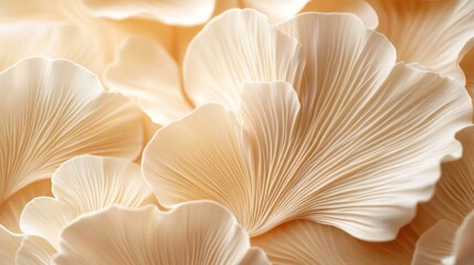 A close-up of delicate, soft, pale, cream-colored, fan-shaped mushroom caps.