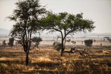 In der Serengeti - Gepard auf dem Baum