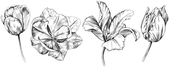 Botanical flowers hand drawn. Wild spring leaf wildflower isolated. Black and white tulip engraved ink art. Isolated illustration element on white background.