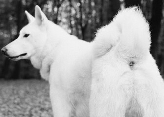 Black and white portrait of a white dog