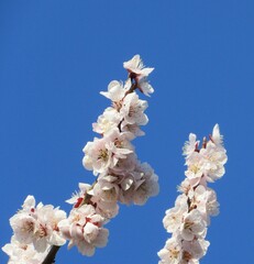 青空と桜