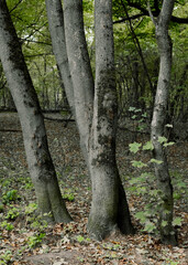 Serene woodland scenery featuring beautiful trees