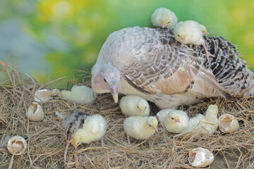 A female turkey lovingly guards her newly hatched chicks in the nest. This animal is commonly cultivated by humans with the scientific name Meleagris gallopavo.