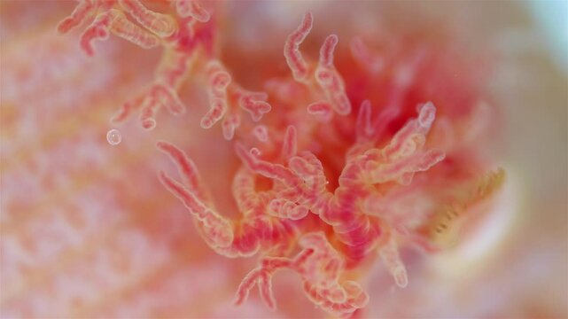 Gills of worm Arenicola marina under microscope, class Polychaeta. Red bushy gills help to obtain oxygen from the water. White Sea