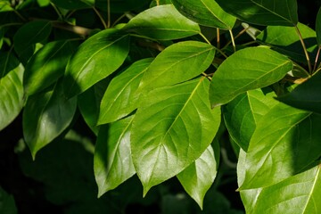 Spring and new life concept. Branch with young leaves of Populus balsamifera. Balsam poplar, bam, eastern balsam-poplar, hackmatack, tacamahac poplar. Bright green leaf of tacamahaca