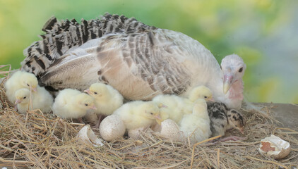 A female turkey lovingly guards her newly hatched chicks in the nest. This animal is commonly cultivated by humans with the scientific name Meleagris gallopavo.