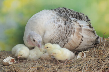 A female turkey lovingly guards her newly hatched chicks in the nest. This animal is commonly cultivated by humans with the scientific name Meleagris gallopavo.