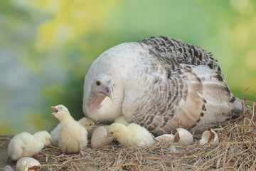 A female turkey lovingly guards her newly hatched chicks in the nest. This animal is commonly cultivated by humans with the scientific name Meleagris gallopavo.