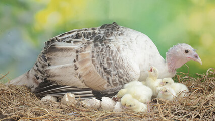 A female turkey lovingly guards her newly hatched chicks in the nest. This animal is commonly cultivated by humans with the scientific name Meleagris gallopavo.