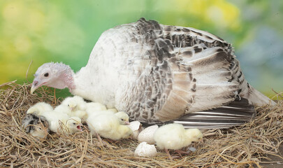 A female turkey lovingly guards her newly hatched chicks in the nest. This animal is commonly cultivated by humans with the scientific name Meleagris gallopavo.