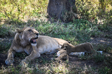 Die K&ouml;nige Afrikas