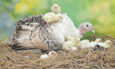 A female turkey lovingly guards her newly hatched chicks in the nest. This animal is commonly cultivated by humans with the scientific name Meleagris gallopavo.