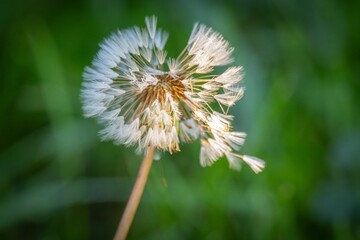 Close-up of a dandelion seed head in a sunny garden.