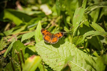 Orange butterfly on a green leaf