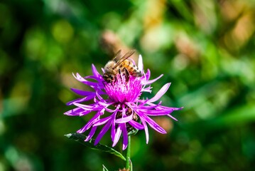 Bee pollinating a purple flower in a garden.