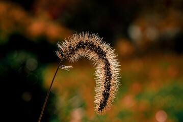 Backlit Foxtail Grass in Autumn Light