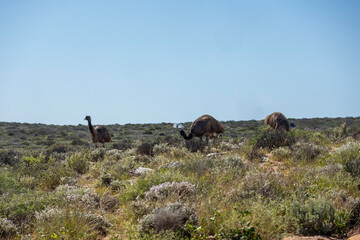 Wild Emus wandering freely at the scenic viewpoint overlooking Shark Bay in Western Australia. 