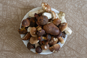 Different types of edible mushrooms on a plate.
