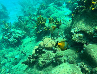 whitespotted filefish in caribbean sea reef, swimming close to yellow tube sea sponge, undersea...