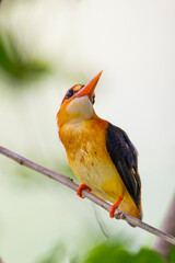 Black-backed Kingfisher (Oriental Dwarf Kingfisher) on branch birdwatching in the forest.