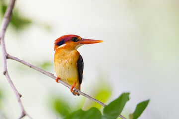 Black-backed Kingfisher (Oriental Dwarf Kingfisher) on branch birdwatching in the forest.