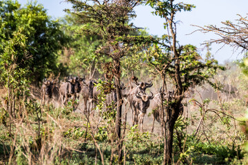 Gnus on Tour - vor dem Wechsel in die Masai Mara