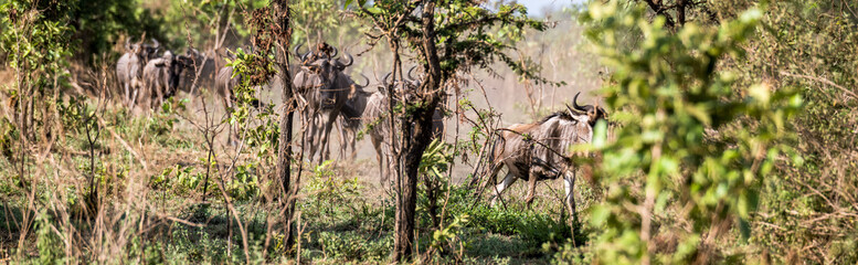Gnus on Tour - vor dem Wechsel in die Masai Mara