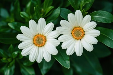 Fototapeta premium Beautiful White Daisies with Vibrant Yellow Centers