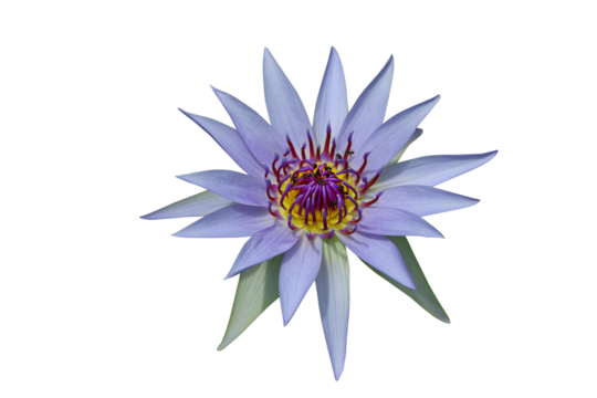 Purple Lotus flower isolated on transparent background png file
