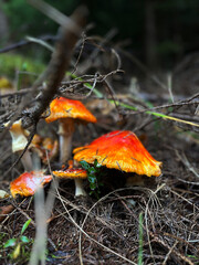 Red fly agaric mushroom on a forest meadow. Poisonous mushrooms