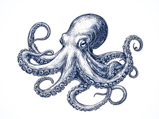 Detailed sketch of an octopus with curled tentacles, isolated on white.