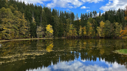 Obraz premium Autumn landscape. Autumn trees reflect on the surface of the river with floating autumn leaves. Poland
