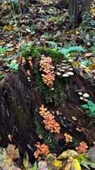 Autumn mushrooms growing on a tree trunk