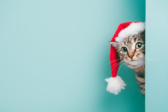 Cute tabby cat in a santa hat peeking out from around the corner