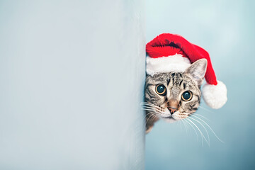 Cute tabby cat in a santa hat peeking out from around the corner