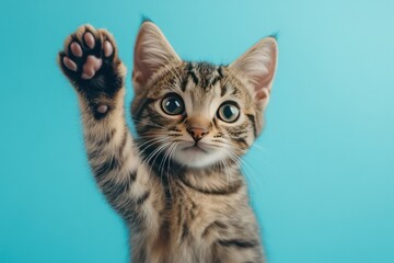 Obraz premium Playful Tabby Cat Raises Its Paw Against Vibrant Background