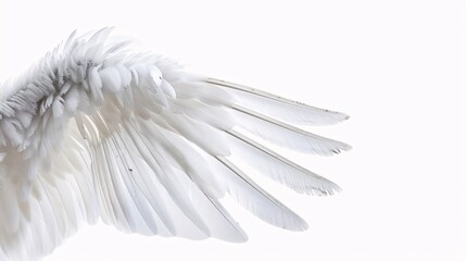 Naklejka premium A Study in White: The Delicate Beauty of a Bird's Wing
