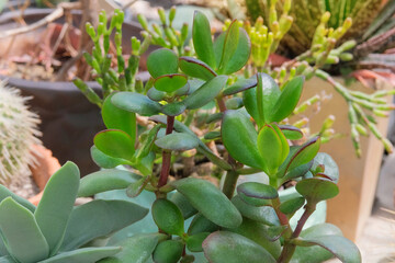 Crassula ovata. Succulents plants in pot in house. Green plant is grown as a houseplant in temperate regions. Pointed succulent.