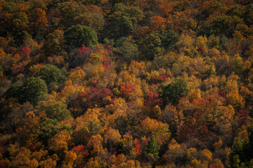 View of colorful autumn foliage in lush forest, Shenandoah National Park, Virginia, United States.