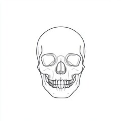 Fototapeta premium Closeup view of skull. The decoration element for Halloween.