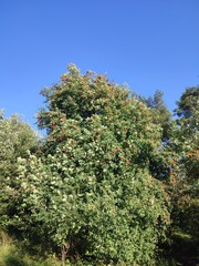 sky and mountain ash tree