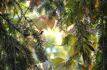 Autumn Hues Beneath the Pines