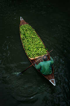 View of guava harvesting at a floating market in backwater with traditional boats, Jhalkathi, Bangladesh.